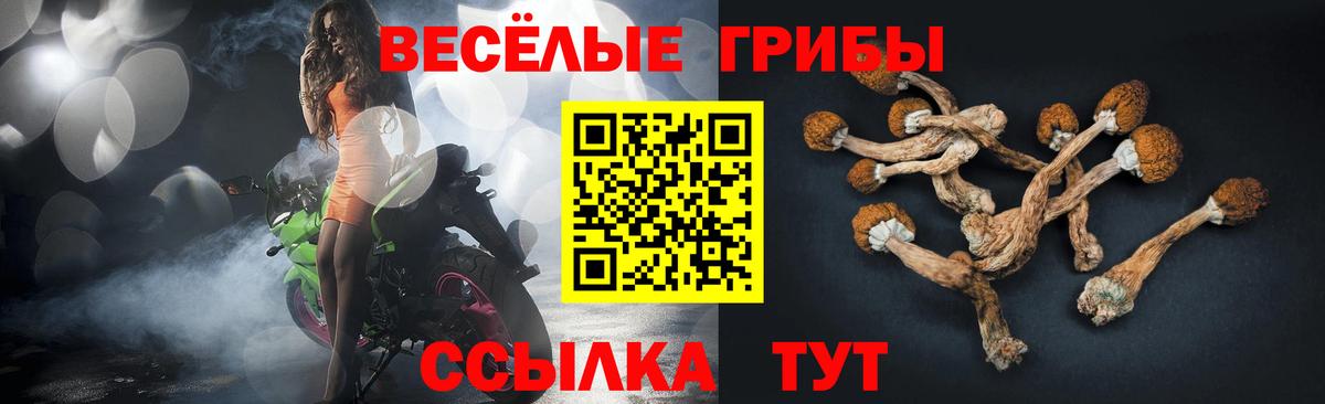 Галлюциногенные грибы Cubensis Свободный